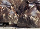 El protector solar de los hipopótamos | Srta.Ciencia | Recurso educativo 764855