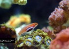 La fragilidad de los arrecifes de coral | Srta.Ciencia | Recurso educativo 765941