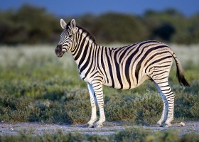 Zebra | Recurso educativo 773461