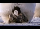 Els pingüins | Recurso educativo 774210