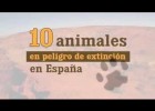 Animales en peligro de extinción en España | Recurso educativo 774235