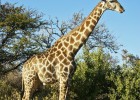 Giraffe | Recurso educativo 776867
