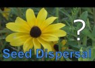 Seed dispersal | Recurso educativo 777804