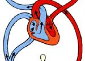 A double circulatory system | Recurso educativo 777992