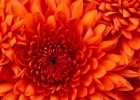 Chrysanthemum.jpg | Recurso educativo 781520