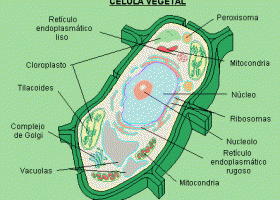 Debuxo dunha célula vexetal | Recurso educativo 786133