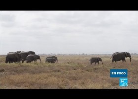 Reserva Natural de Kenia | Recurso educativo 788402