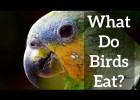 Bird Beaks - What do Birds Eat? | Recurso educativo 789042