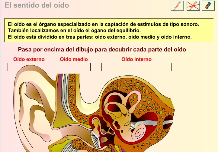 El sentido del oído | Recurso educativo 38480