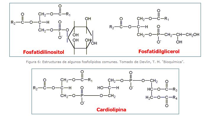 Fosfolípids | Recurso educativo 46629