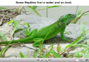 Reptiles | Recurso educativo 23766