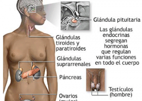 KirolXabi: ANATOMIA: ENDOKRINO SISTEMA (SISTEMA ENDOCRINO) | Recurso educativo 95562