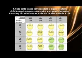 Leyes de Mendel: Tercera Ley | Recurso educativo 742403