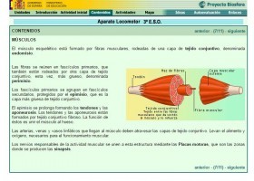 La estructura de los músculos | Recurso educativo 760296