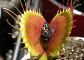 Carnivorous plant | Recurso educativo 770015