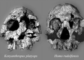 Pautes i processos d'evolució al llinatge humà | Recurso educativo 789537